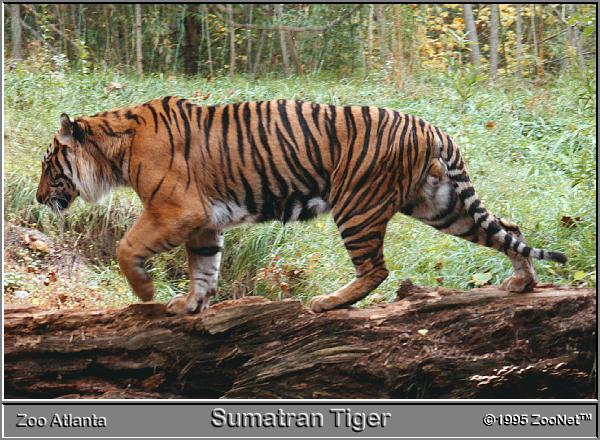 Sumatran+tiger+cubs+atlanta+zoo